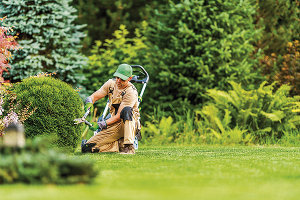 Landscape Gardening Professional Shaping Shrub